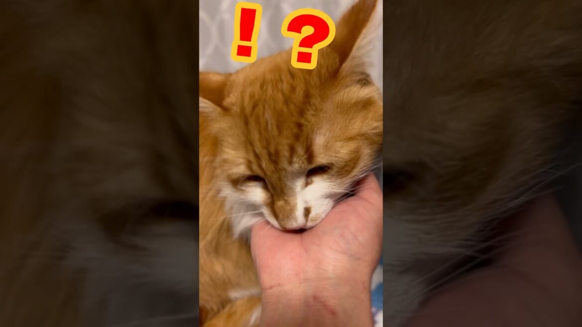 手は洗いました　#ノルウェージャンフォレストキャット #cat  #猫のいる暮らし