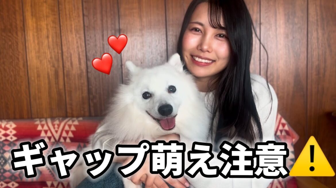 相棒のギャップ萌え行動にメロメロです　#日本スピッツ #dog