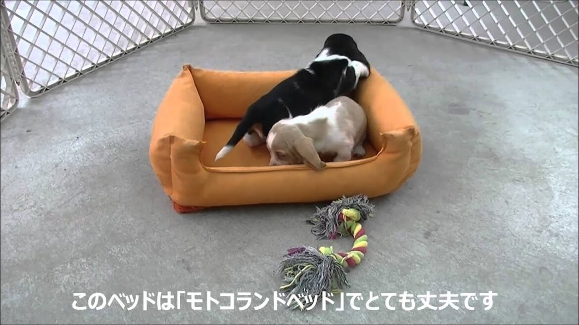 2/21生まれのバセットハウンド2頭の子犬たち