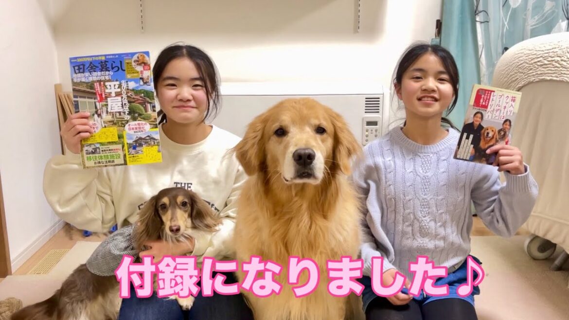 雑誌の別冊付録に進化した大型犬クッキー【ゴールデンレトリバーとミニチュアダックスフンド】