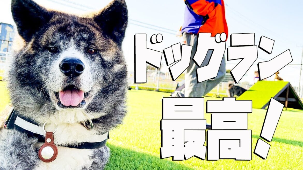 秋田犬秋馬のドッグランの楽しみ方／それは突然やってくる／他一本。How to enjoy the dog run in Akita Dog Shuma's way/Two other works