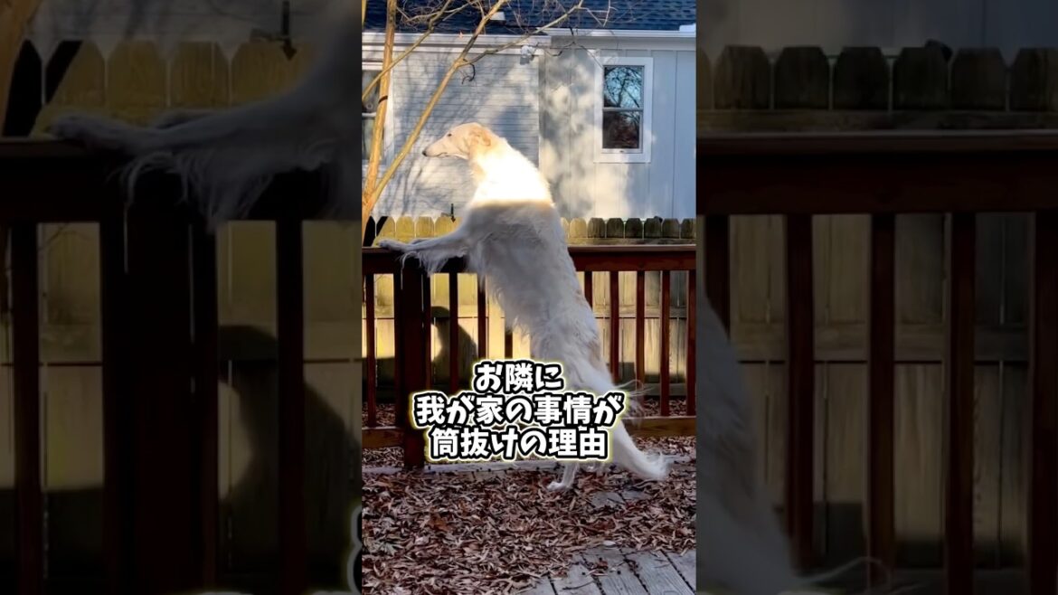 ボルゾイさんの動画見て笑ったら寝ろwwwwww