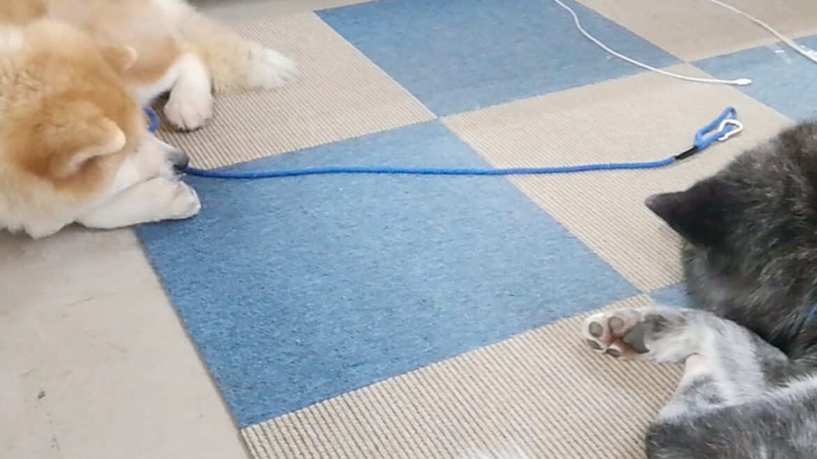秋田犬会館配信！