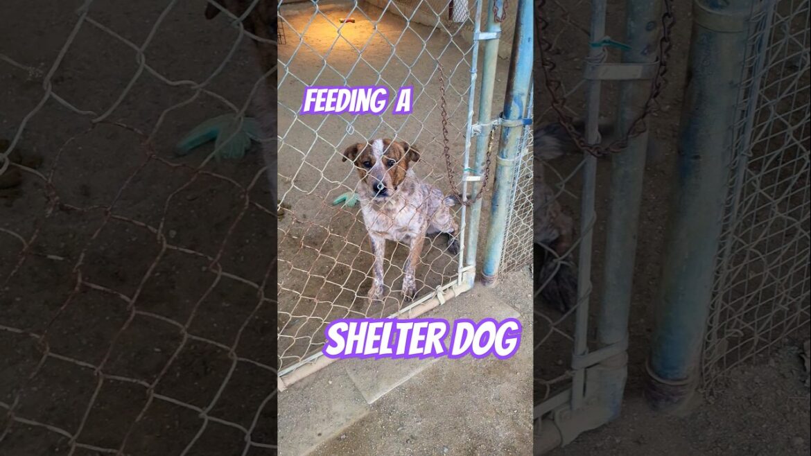 Dinner for Daniel #cute #dog #animalshelter Dinner for Daniel #cute #dog #animalshelter