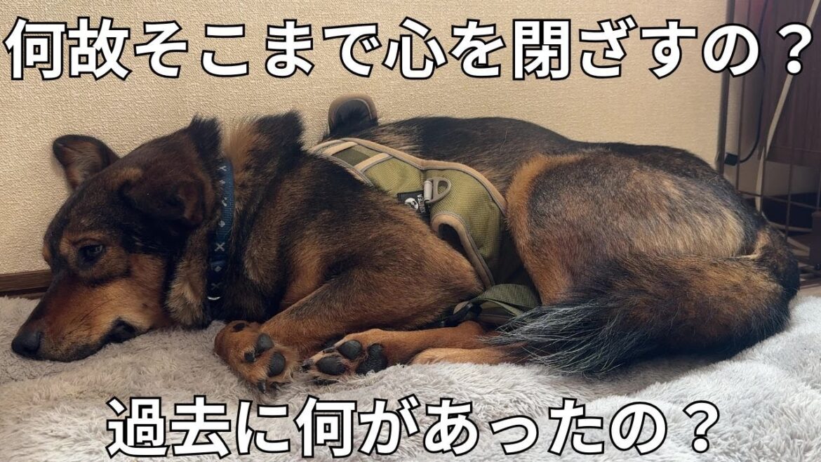 保護犬の過去を包み隠さず全てお話しします…