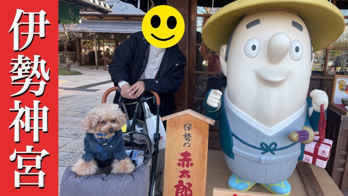 【トイプードルのテト】毎年恒例『伊勢神宮・鳥羽わんわんパラダイスホテル』三重県旅行 その1 #トイプードル #犬とお泊まり #伊勢神宮 #犬と旅行　#鳥羽わんわんパラダイスホテル