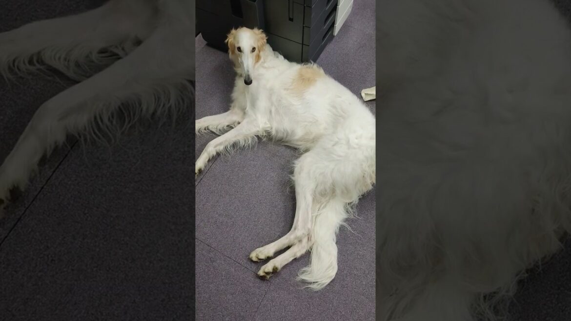 お邪魔ボルゾイ🐶💦　Obstacle Borzoi