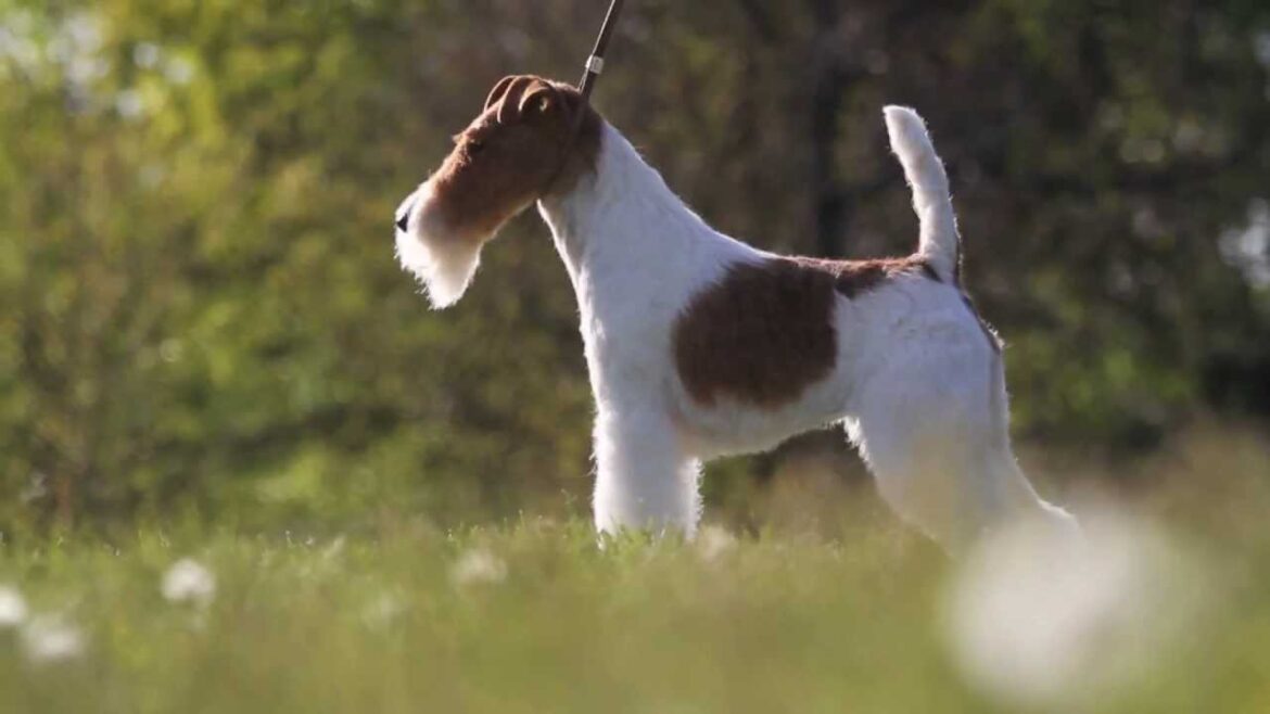 Sky The Wire Fox Terrier