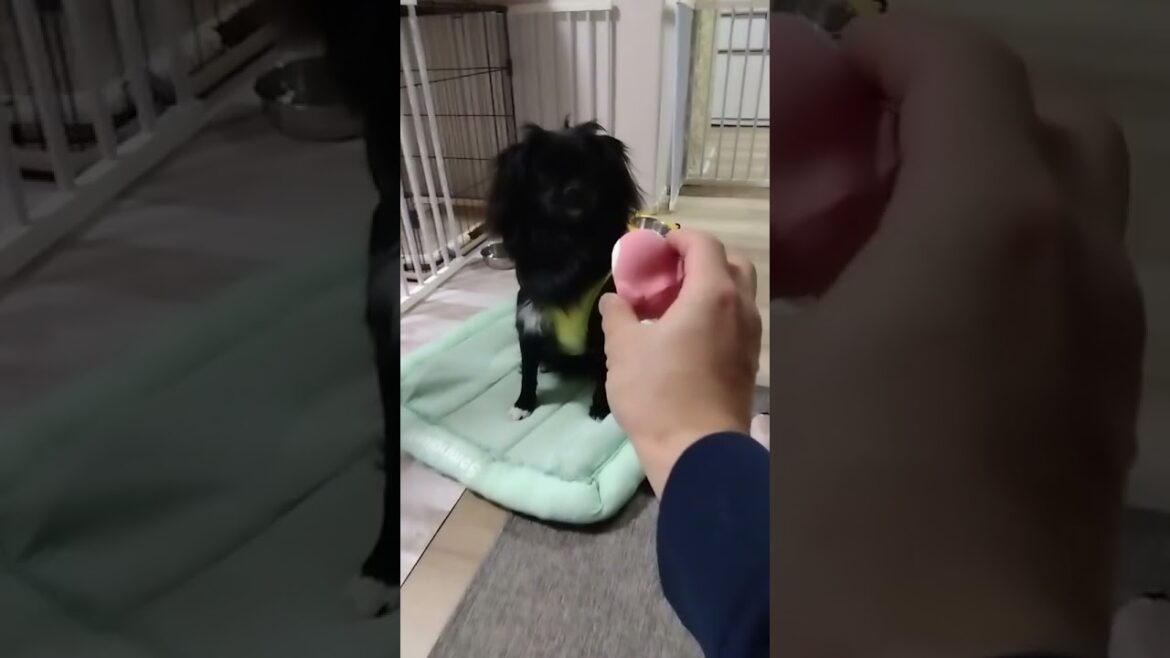 音のなるおもちゃを鳴らしてみたら…その２ 　＃聖飢魔Ⅱ「Still Alive」