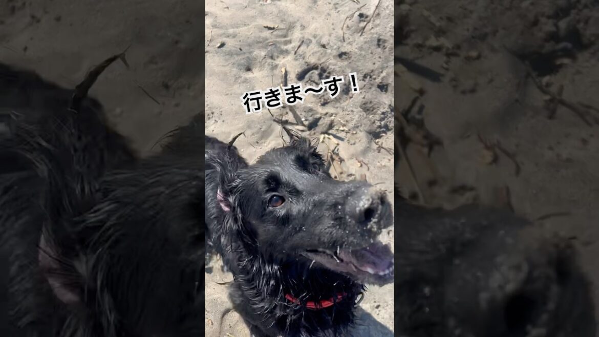 高波に飲まれる黒髪美女#flatcoatedretriever #フラットコーテッドレトリバー #高波