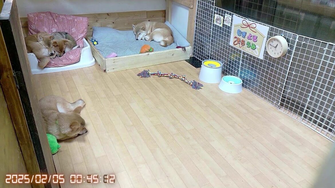 柴犬なつ!子育て生配信【生後148日】絶賛乳歯生え変わり時期な子犬たち! 柴犬なつ!子育て生配信【生後148日】絶賛乳歯生え変わり時期な子犬たち!