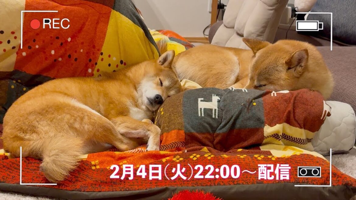 22時から約30分ゲリラライブ⛄️