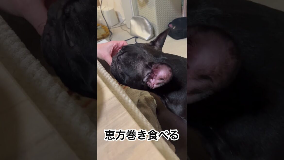 恵方巻きを食べる犬🐶 #フレンチブルドッグ #frenchbulldog #frenchbulldoglife #frenchie #shorts