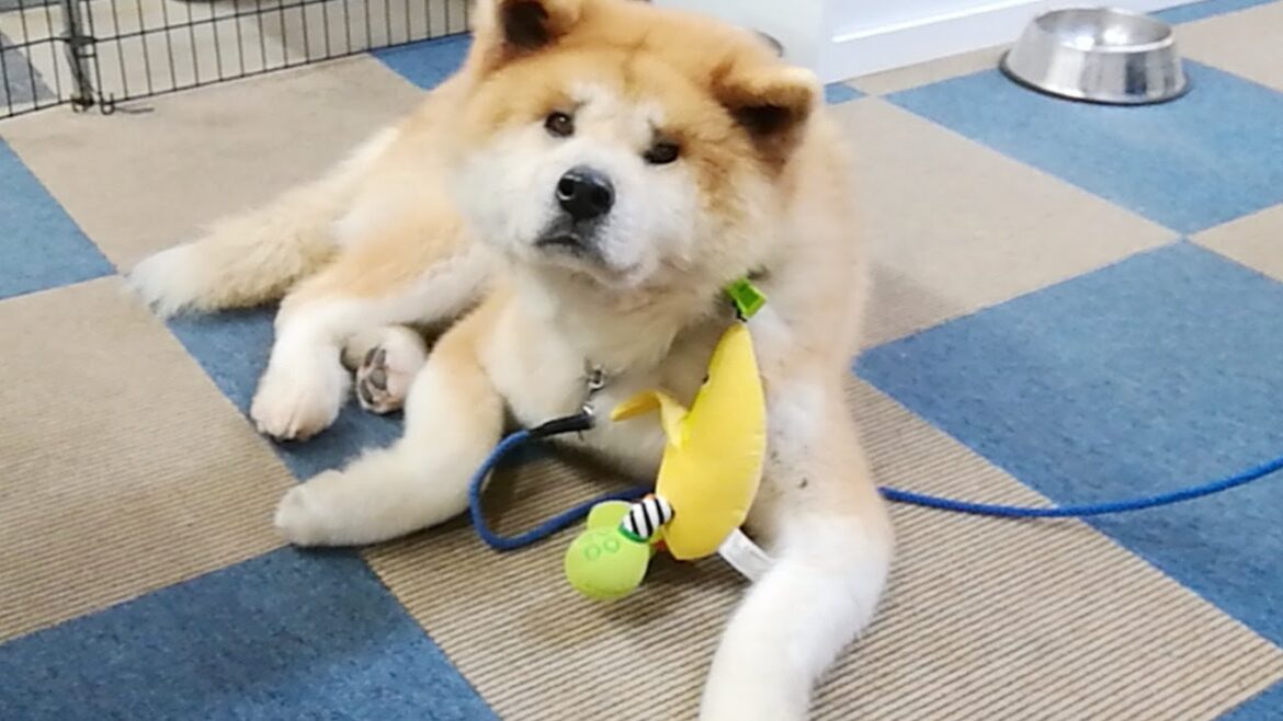 秋田犬会館配信！