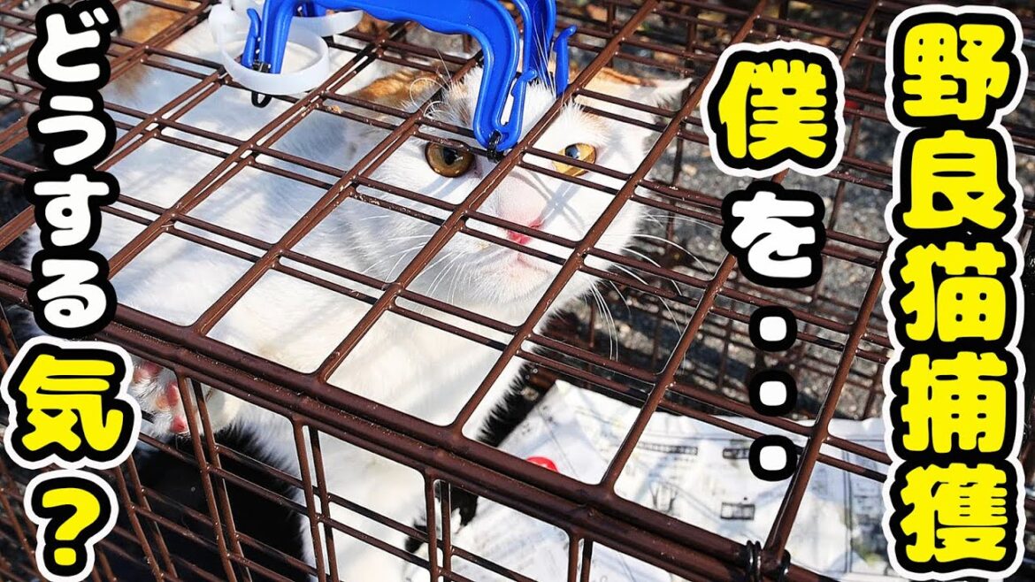 野良猫の捕獲のリアルとは？ ちくわと命名 さくらねこへの給餌 癒され野良猫動画 感動猫動画