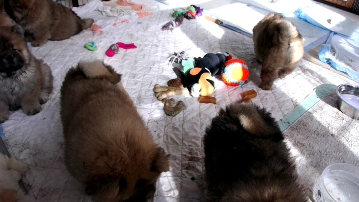 BeiBei x Ishi Litter - 8 week old Chow Chow puppies