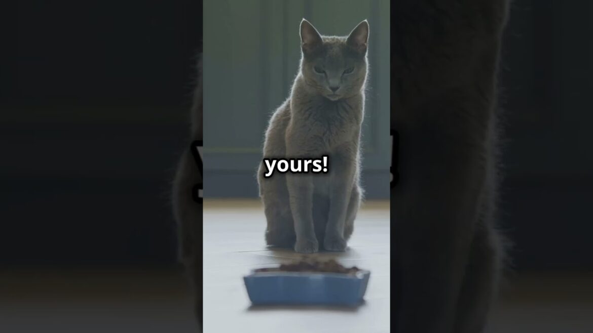 5 Reasons Why Cats Are Better Than Siblings
