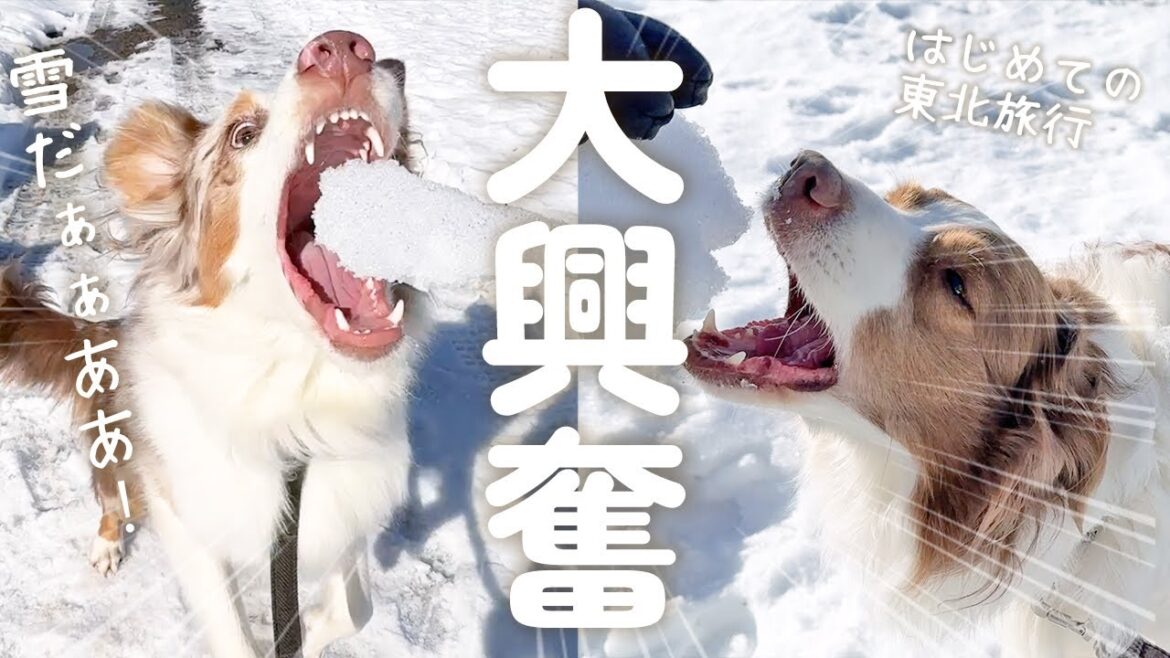 はじめての東北旅行で子供みたいにはしゃぐ大きい犬達が可愛すぎて幸せ・・・!⛄【ボーダーコリー・オーストラリアンシェパード】 はじめての東北旅行で子供みたいにはしゃぐ大きい犬達が可愛すぎて幸せ・・・!⛄【ボーダーコリー・オーストラリアンシェパード】