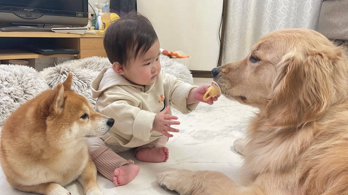 ひと足先におしゃぶりを卒業した赤ちゃんとまだまだ赤ちゃんでいたいゴールデンレトリバー