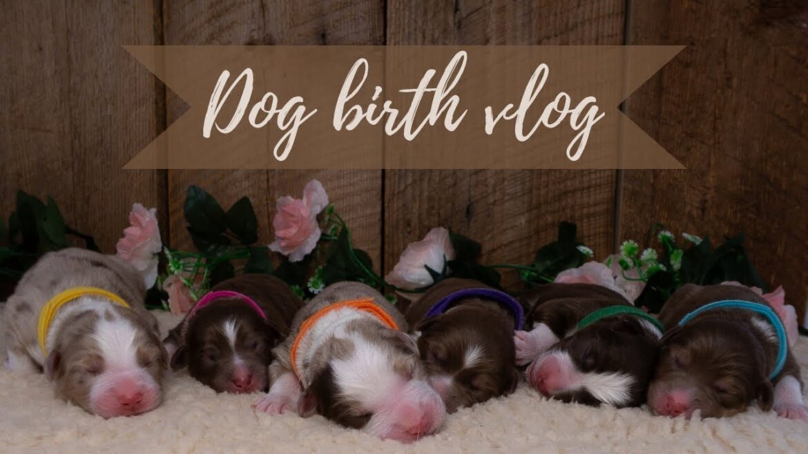 DOG BIRTH VLOG | Live Dog Birth *GRAPHIC* | AUSTRALIAN SHEPHERD GIVING BIRTH