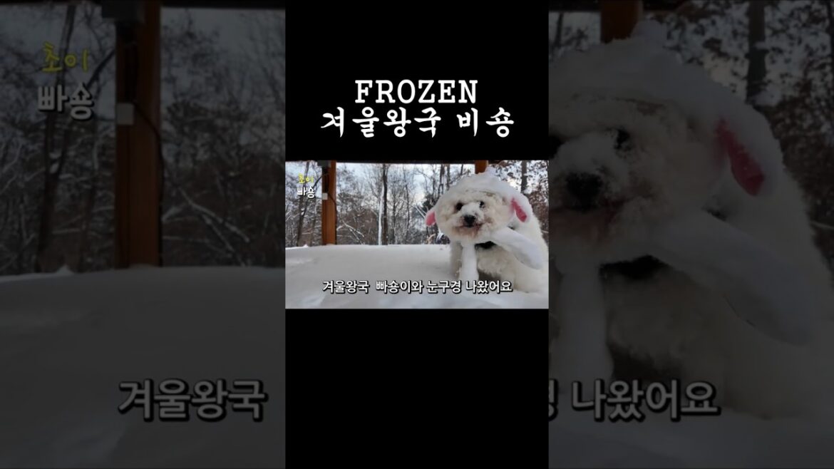 눈밭에서 쒼나는 비숑 #bichonfrise #비숑프리제 #강아지 #귀여운강아지 #puppy