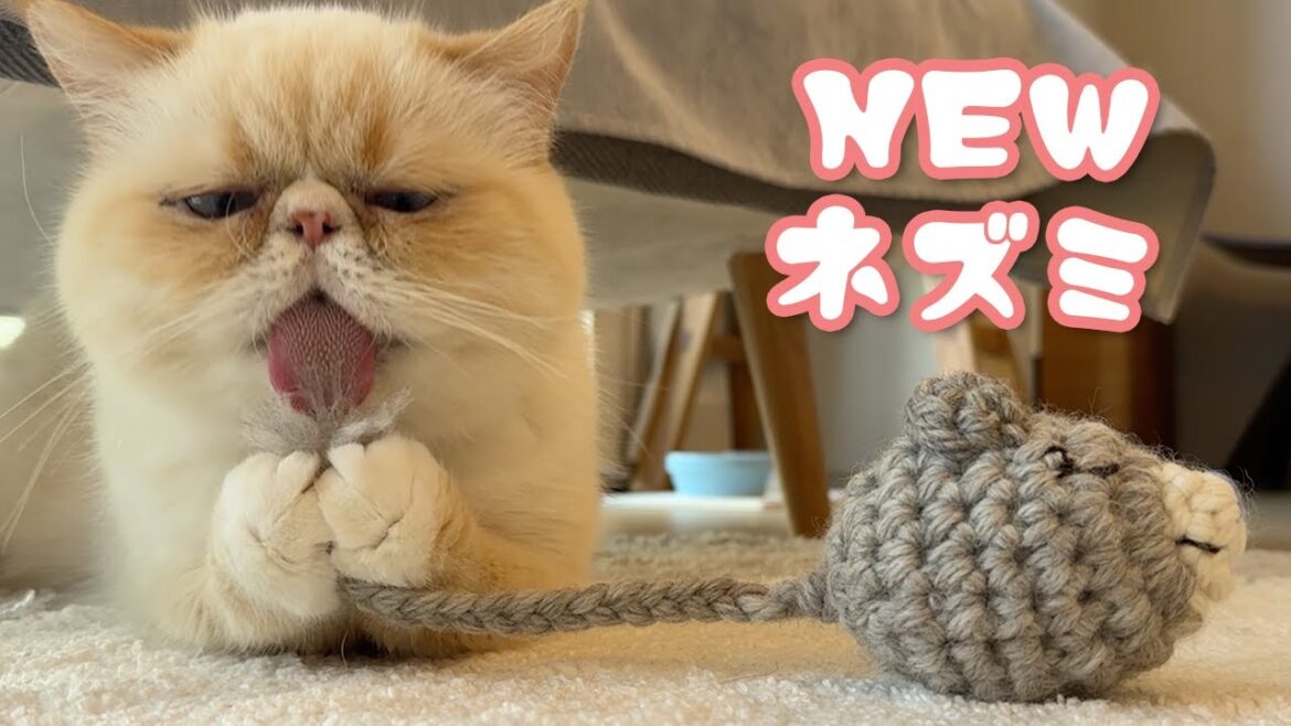 新しいネズミのおもちゃと猫さん達。