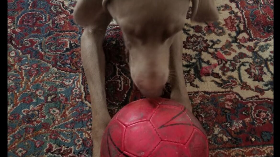 Sinead O'Connor - Red Football - Holder The Weimaraner