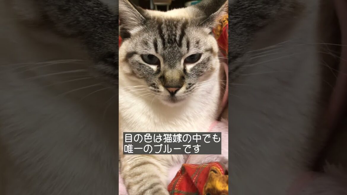 生誕祭!二乃編。みんな大好きシャム猫です 生誕祭!二乃編。みんな大好きシャム猫です