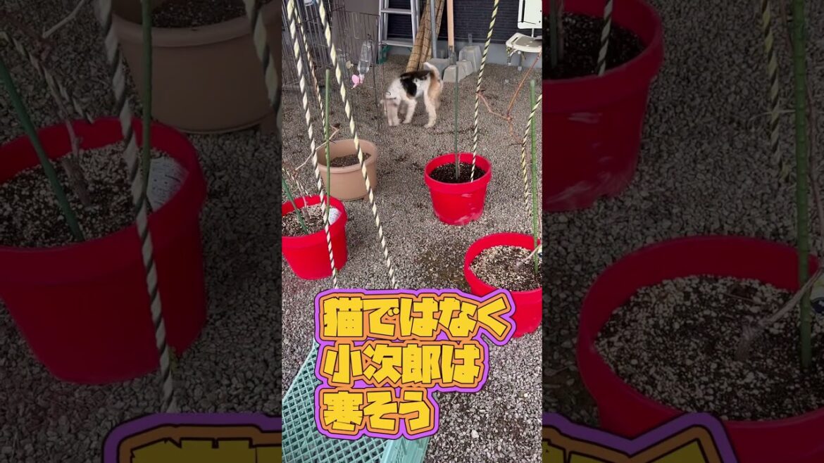 雪の中楽しそう　#shorts #ワイヤーフォックステリア .#プラッキング .#ワイヤーフォックス .#ワイヤーフォックステリア子犬 .#ドッグサロン .#フォックステリア .#佐賀県 .