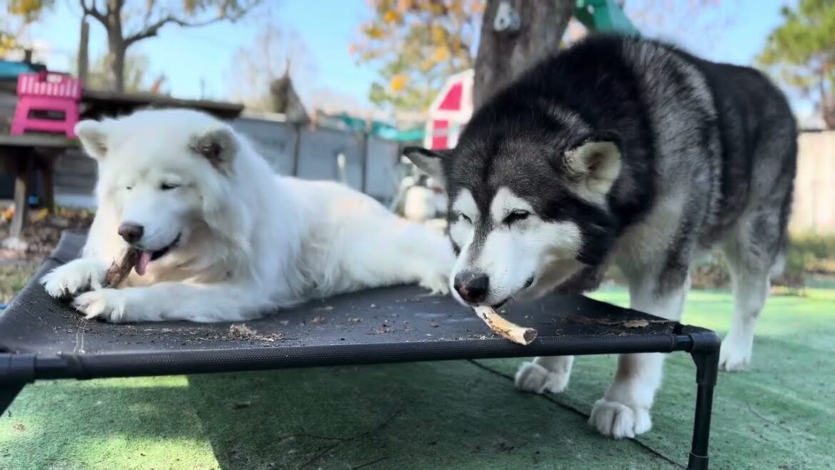 Sneaky Husky Steals Malamutes' Treasured Bones And Hoards Them! #husky #alaskanmalamute