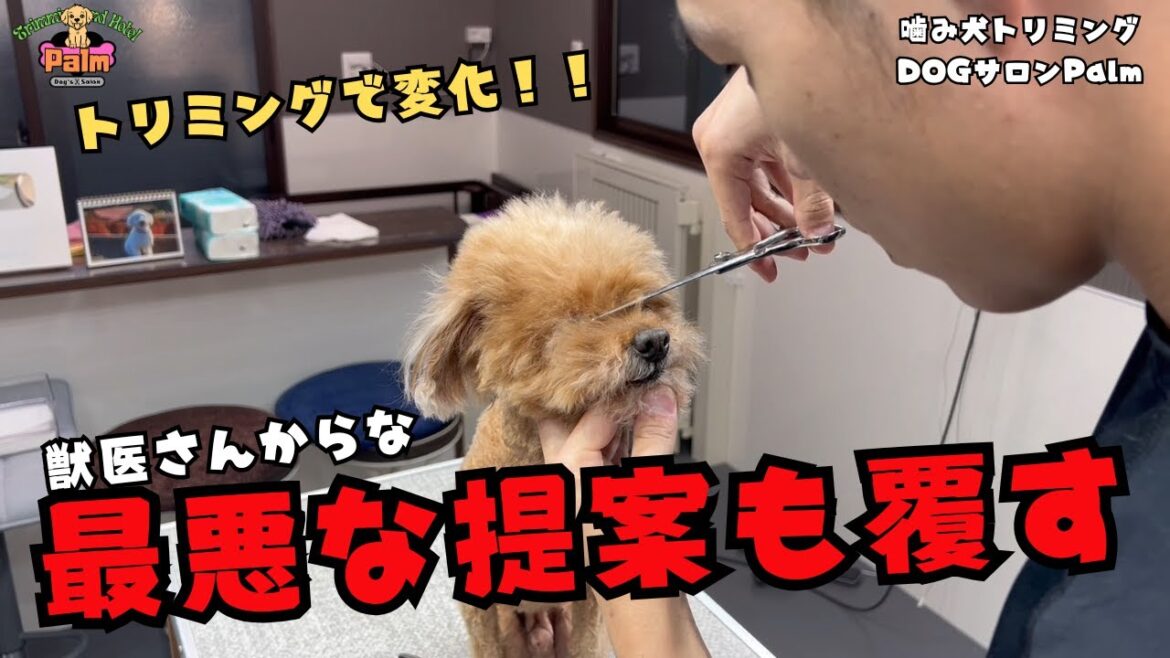 噛み犬トリミングで変われました！！トイプードルのククくん！