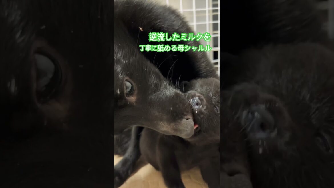 犬の親子 #こいぬ #スキッパーキ #puppydog 犬の親子 #こいぬ #スキッパーキ #puppydog