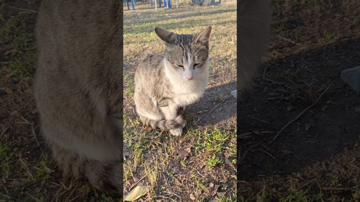 This Cute Cat is so charming This Cute Cat is so charming