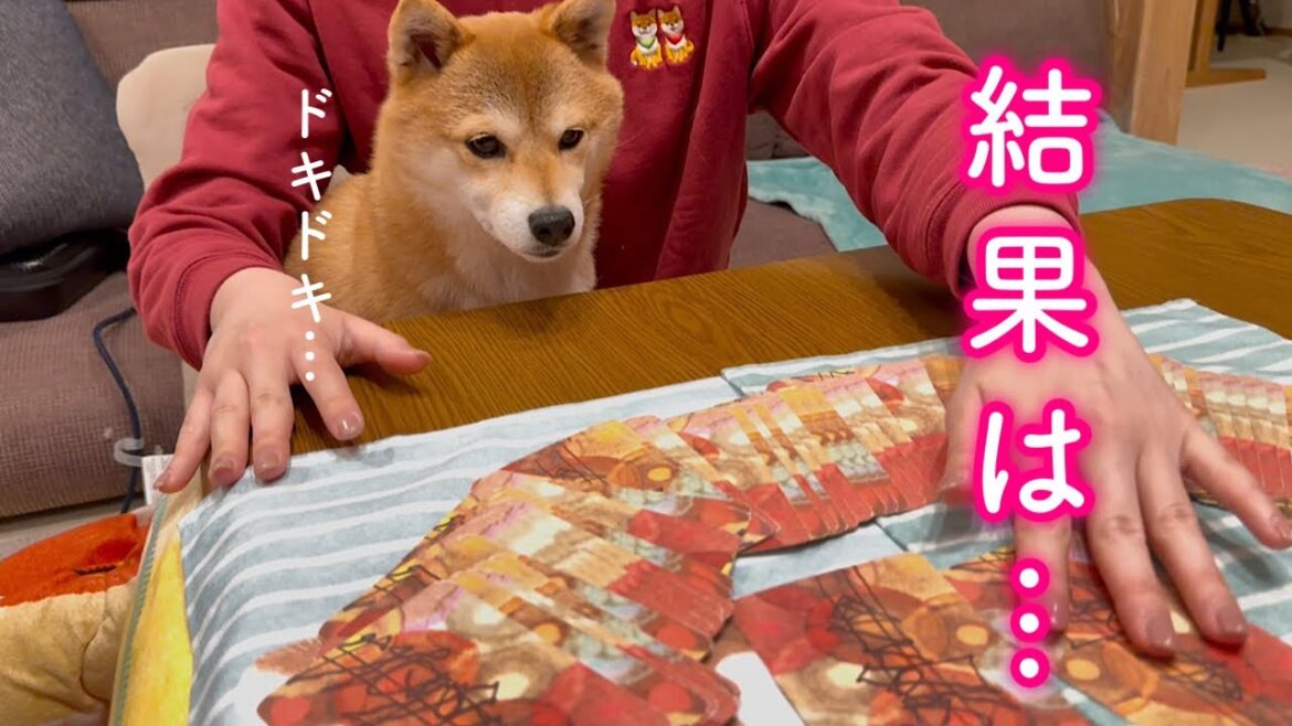 愛犬の2025年を占ってみたら衝撃の結果が出ました… 愛犬の2025年を占ってみたら衝撃の結果が出ました…