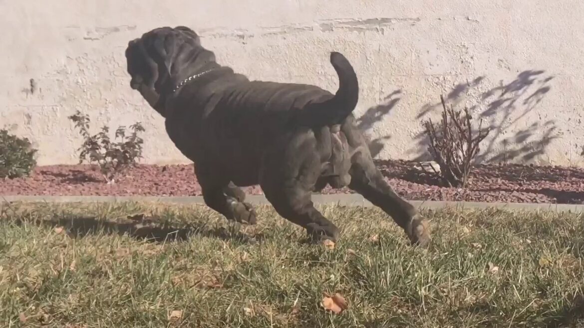 Neapolitan Mastiff Mega Running a Muck