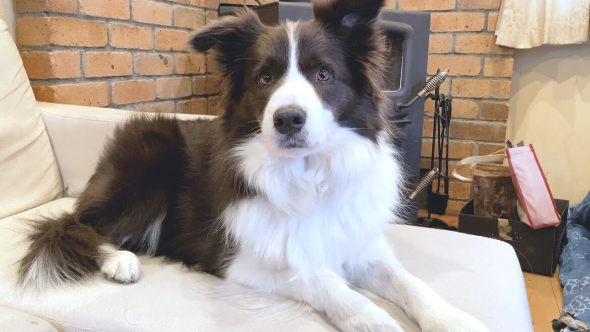 【大奮闘】冬になって笑顔が消えたボーダーコリーから笑顔を引き出すために6つのチャレンジやってみた