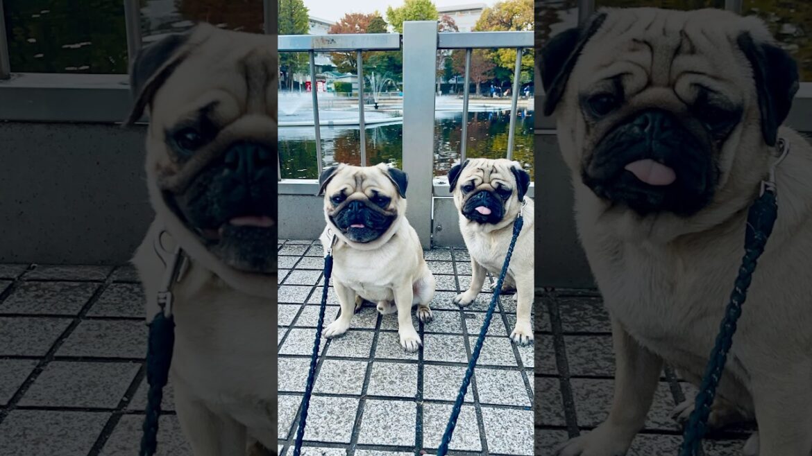 [パグ] 池が気になる⛲️ (pond and pugs) 釣りができる公園🎣 (Park where you can fish) #shorts