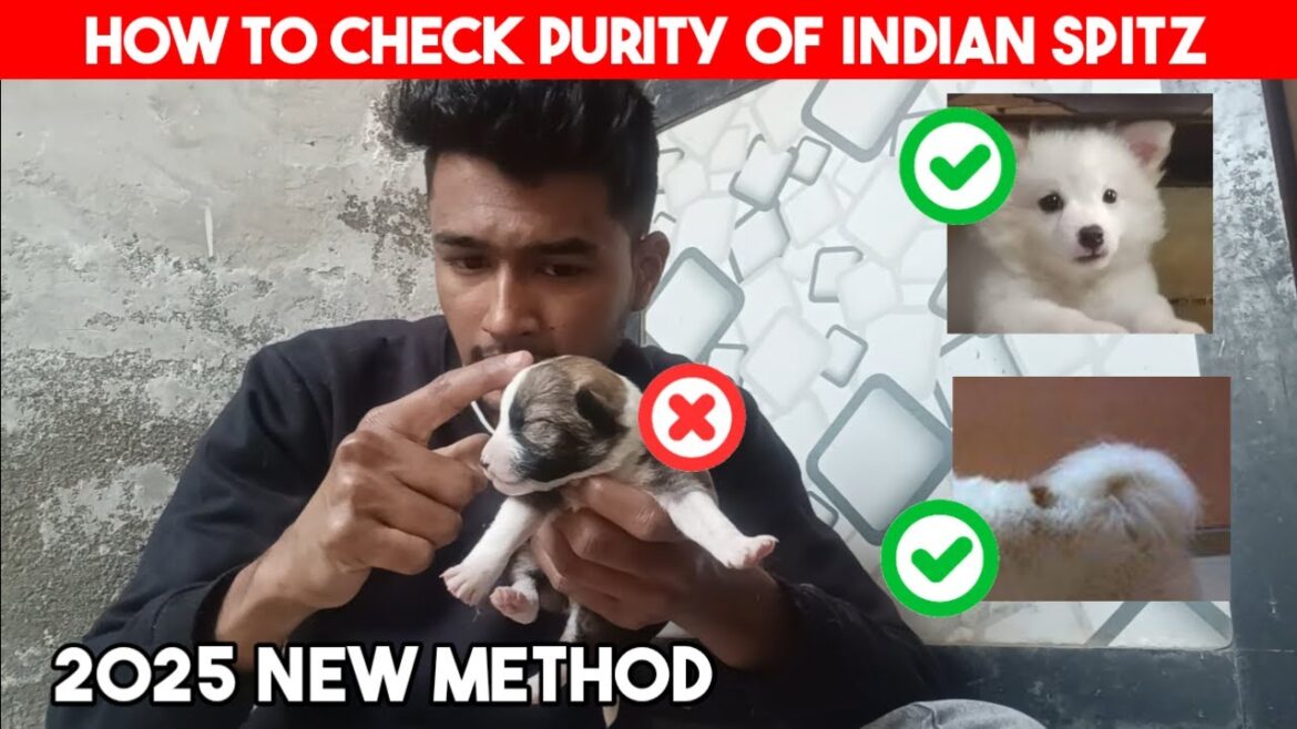 How to check purity of Indian Spitz 2025 : Puppy Purity of indian Spitz