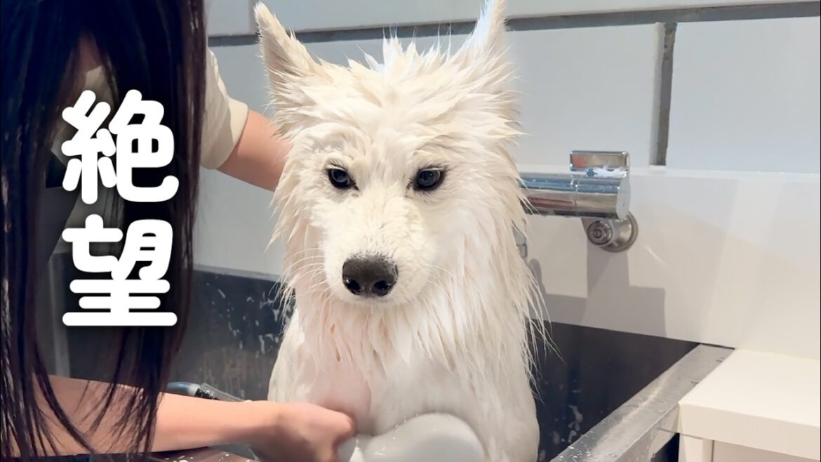 まさか旅行中に苦手なシャンプーをすると思っていなかった犬の反応がこちらです…