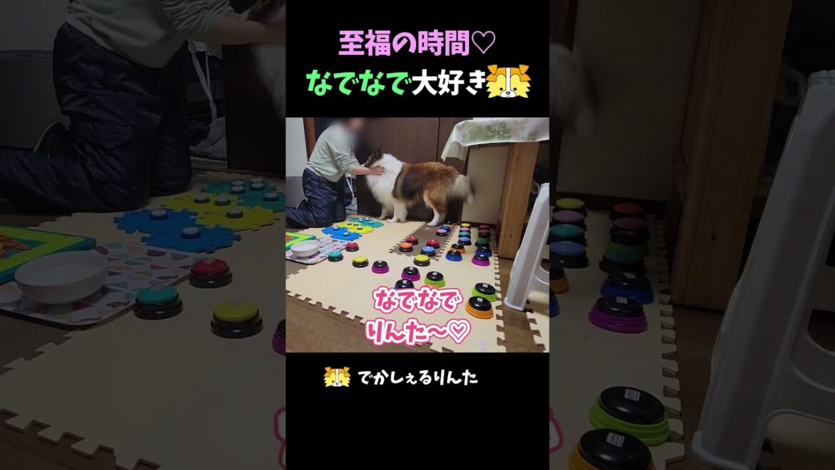至福の時間♡なでなで大好きシェルティ【会話ボタンでしゃべる犬】 #shorts #dog