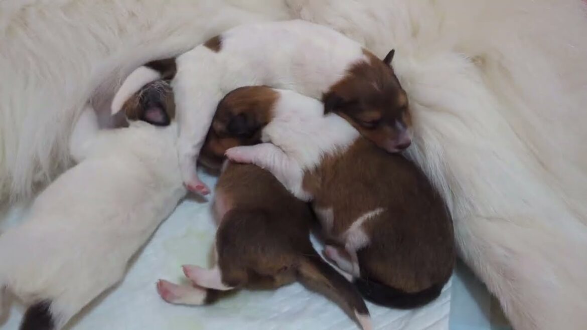 ﾗﾌｺﾘｰ　Motherlake Collies　チコの子　生後5日目　02032025