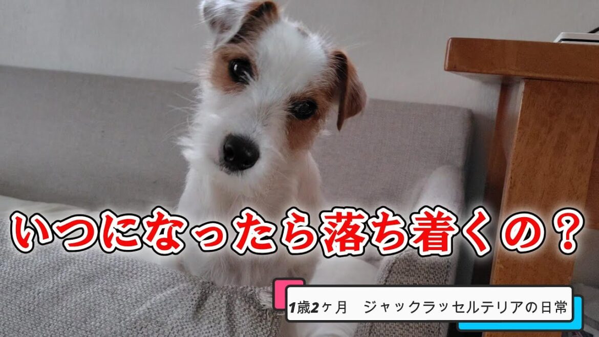 【いつになったら落ち着くの？】1歳2ヶ月ジャックラッセルテリアの日常　　　　　　　　　　　　　　#jackrussellterrier　#ジャックラッセルテリア