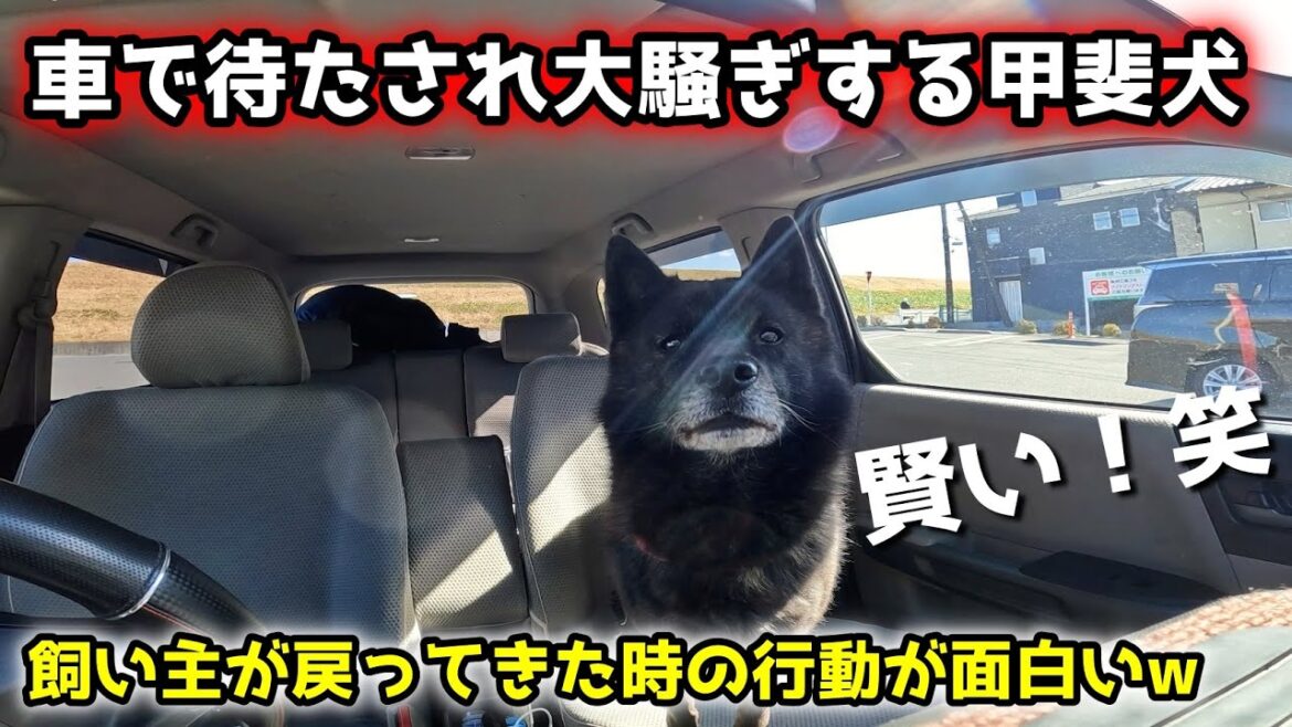 賢い甲斐犬は、隠し事も上手です、笑【車で待機させたらこうなった】