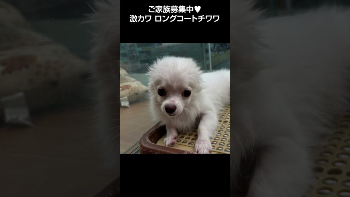 人大好き、わんこ大好きのロングコートチワワ🐩【横浜ペットショップ ベルドック】#shorts #犬のいる暮らし #チワワ