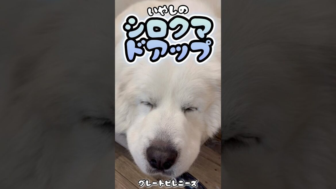 【グレートピレニーズ】まるでシロクマ🐻‍❄️💕まったり癒しの超大型犬ドアップ💕 #shorts