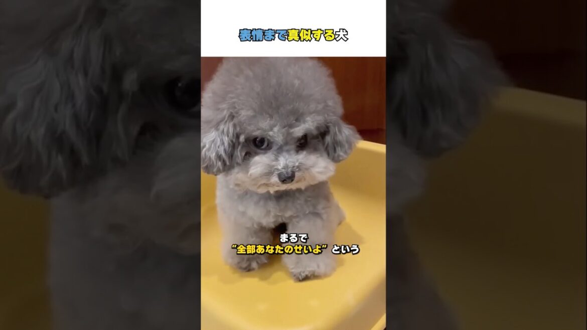 表情まで真似する犬#トイプー部