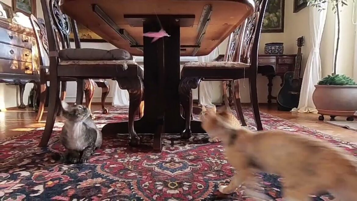 Devon rex family is playing.