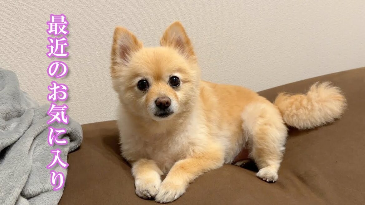 お気に入りが増えて、愛犬の生活が豊かになりました！