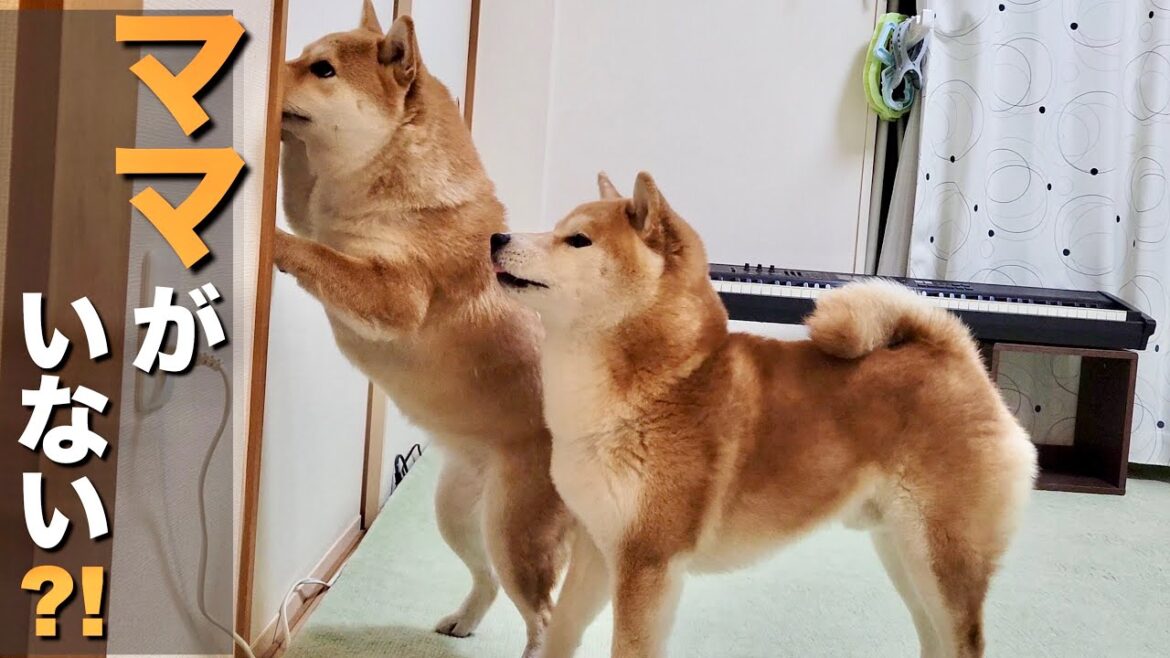 愛情深く寂しがり屋な柴犬。いなくなったママを見つけ発狂してしまう