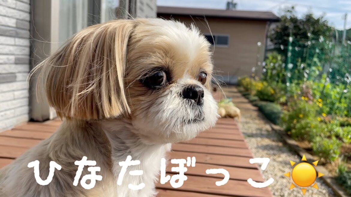 【シーズー】お気に入りの場所でひなたぼっこするななちゃんが可愛すぎる🐶☀️ #シーズー #dog #犬 #犬